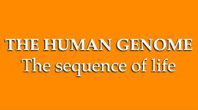 THE HUMAN GENOME. The sequence of life